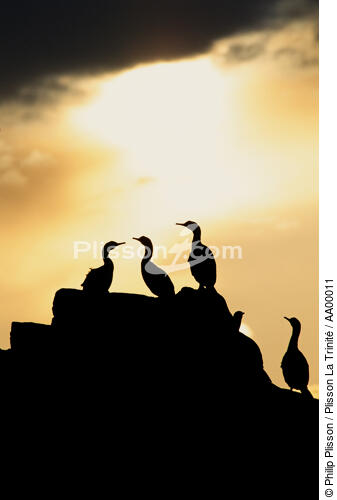 Cormorans sous une troueé de lumière (Sept-îles, Côtes d'Armor, 22) - © Philip Plisson / Plisson La Trinité / AA00011 - Photo Galleries - Backlit