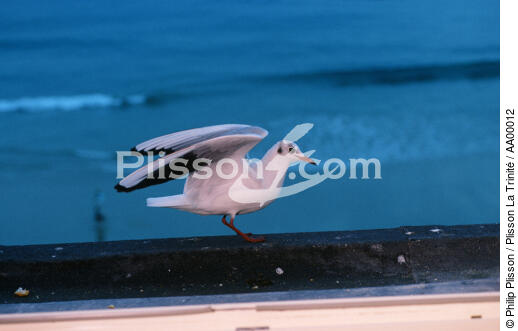 By the window - © Philip Plisson / Plisson La Trinité / AA00012 - Photo Galleries - Emerald Coast [The]