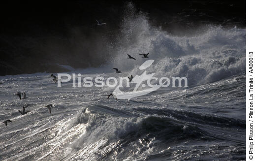 Mouettes jouant avec les vagues - © Philip Plisson / Plisson La Trinité / AA00013 - Nos reportages photos - Faune
