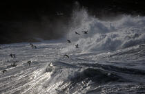 Mouettes jouant avec les vagues © Philip Plisson / Pêcheur d’Images / AA00013 - Nos reportages photos - Mer