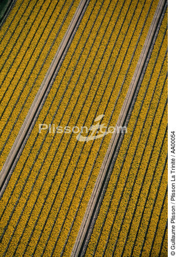 Champ de Tulipes à Audierne. - © Guillaume Plisson / Plisson La Trinité / AA00054 - Nos reportages photos - Agriculture