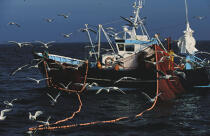 Pêche à la sardine. © Philip Plisson / Pêcheur d’Images / AA00056 - Nos reportages photos - La pêche à la sardine