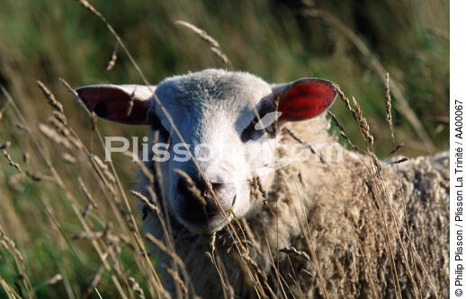 Mouton - © Philip Plisson / Plisson La Trinité / AA00067 - Photo Galleries - Fauna