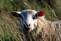 Mouton © Philip Plisson / Plisson La Trinité / AA00067 - Photo Galleries - France