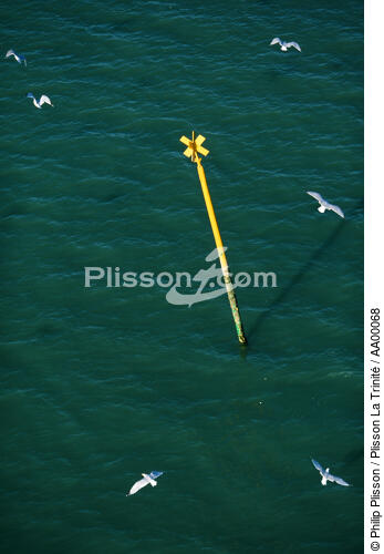 Perche dans l'embouchure de la Vilaine. - © Philip Plisson / Plisson La Trinité / AA00068 - Nos reportages photos - Faune et Flore