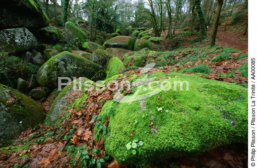 Dans la forêt de Cranou. - © Philip Plisson / Plisson La Trinité / AA00085 - Photo Galleries - Finistère