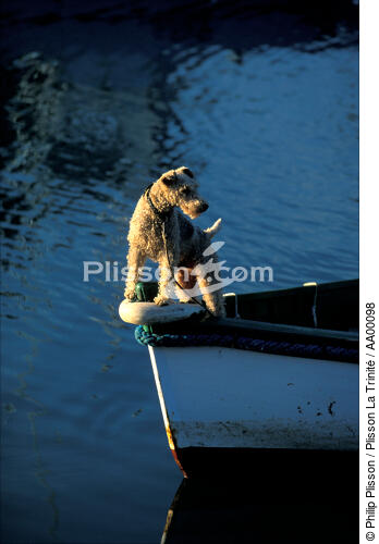 Chien à l'avant d'une barque. - © Philip Plisson / Plisson La Trinité / AA00098 - Photo Galleries - Finistère