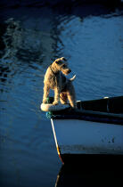 Chien à l'avant d'une barque. © Philip Plisson / Plisson La Trinité / AA00098 - Nos reportages photos - Vertical