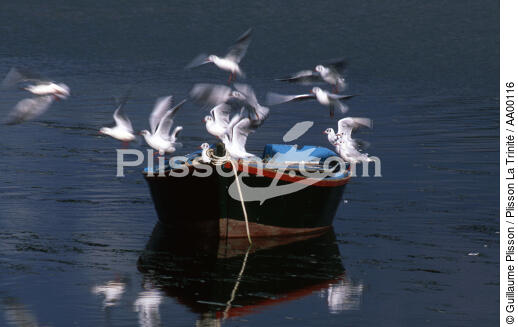 Mouettes sur une barque dans la rivière d'Etel. - © Guillaume Plisson / Plisson La Trinité / AA00116 - Nos reportages photos - Vue non aérienne