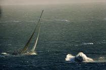 Fastnet © Philip Plisson / Plisson La Trinité / AA00149 - Photo Galleries - Storms