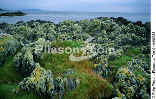 Humus sur des rochers (Ecosse). - © Philip Plisson / Plisson La Trinité / AA00268 - Photo Galleries - Foreign country