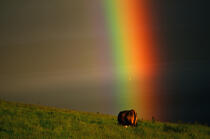 Vache écossaise sous un arc-en-ciel. © Philip Plisson / Plisson La Trinité / AA00273 - Nos reportages photos - Site [Eco]