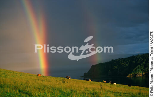 Pâturages avec arcs-en ciel (Nigg Bay, Ecosse). - © Philip Plisson / Plisson La Trinité / AA00275 - Nos reportages photos - Arc-en-ciel