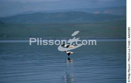 Canards en vol en Ecosse. - © Philip Plisson / Plisson La Trinité / AA00280 - Nos reportages photos - Oiseau de marais