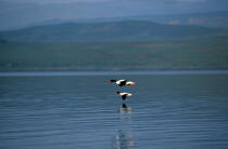 Canards en vol en Ecosse. © Philip Plisson / Plisson La Trinité / AA00280 - Photo Galleries - Scotland