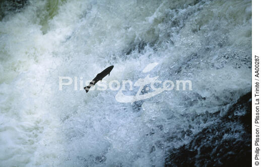 Saumon remontant une cascade en Ecosse. - © Philip Plisson / Plisson La Trinité / AA00287 - Nos reportages photos - Hydrologie