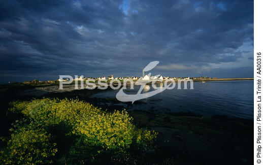 Le port de sein avec des ajoncs en pemier plan. - © Philip Plisson / Plisson La Trinité / AA00316 - Nos reportages photos - Mer d'Iroise