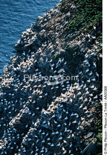 Des fous de Bassan accrochés sur une falaise en Irlande. - © Philip Plisson / Plisson La Trinité / AA00368 - Nos reportages photos - Fou de Bassan