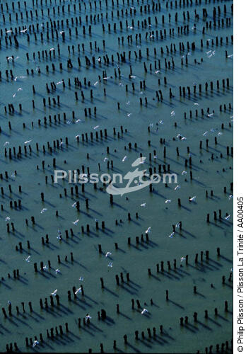 Mouettes survolant les parcs de moules à bouchots. - © Philip Plisson / Plisson La Trinité / AA00405 - Nos reportages photos - Vilaine [La]