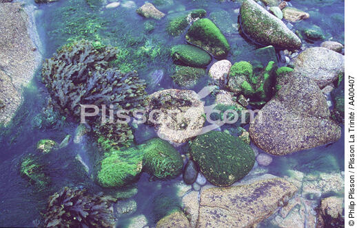 Algues et galets. - © Philip Plisson / Plisson La Trinité / AA00407 - Photo Galleries - Seaweed