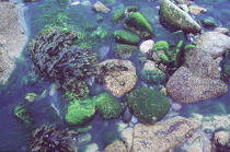 Algues et galets. © Philip Plisson / Plisson La Trinité / AA00407 - Photo Galleries - Coastal landscape