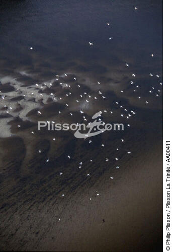 Nuage de mouettes à marée basse - © Philip Plisson / Plisson La Trinité / AA00411 - Nos reportages photos - Faune