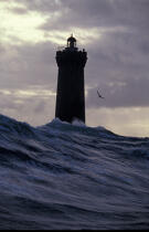 Tapi derrière un rocher, face au phare du Four, j'ai vu déferler cette vague de 15 mètre de haut dont le fou de Bassan semblait se griser. © Philip Plisson / Plisson La Trinité / AA00427 - Nos reportages photos - Phare