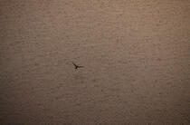 Cormoran en vol libre. © Philip Plisson / Plisson La Trinité / AA00428 - Photo Galleries - Light