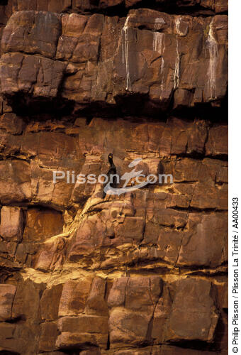 Falaise du cap Fréhel, soeur de couleur bretonne des granitiques îles sanguinaires corses. - © Philip Plisson / Plisson La Trinité / AA00433 - Photo Galleries - Cliff