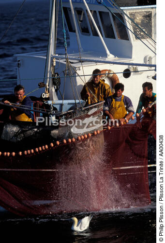Le fou de Bassan et le sardinier. - © Philip Plisson / Plisson La Trinité / AA00438 - Nos reportages photos - Pêche