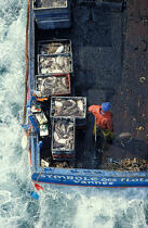 Pecheur de morgates . © Philip Plisson / Plisson La Trinité / AA00444 - Nos reportages photos - Morbihan