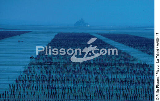 Exploitation de myticulture dans la baie su Mont Saint Michel. - © Philip Plisson / Plisson La Trinité / AA00447 - Nos reportages photos - Ville [50]