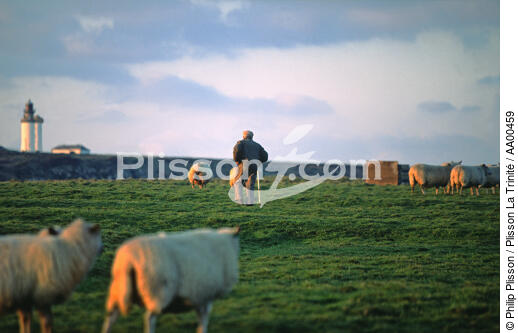 Les moutons s'abritent du vent derrière les "Gwaskedous"(île de Ouessant, Finistère, 29) - © Philip Plisson / Plisson La Trinité / AA00459 - Photo Galleries - Fauna