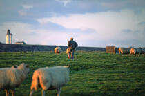 Les moutons s'abritent du vent derrière les "Gwaskedous"(île de Ouessant, Finistère, 29) © Philip Plisson / Plisson La Trinité / AA00459 - Photo Galleries - Site of Interest [29]