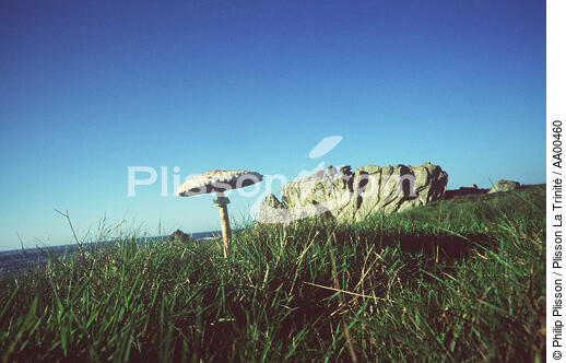 Un champignon typique de l'île, la Coulmelle ( île de Ouessant, Finistère, 29). - © Philip Plisson / Plisson La Trinité / AA00460 - Photo Galleries - Flora