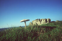 Un champignon typique de l'île, la Coulmelle ( île de Ouessant, Finistère, 29). © Philip Plisson / Plisson La Trinité / AA00460 - Photo Galleries - Environment