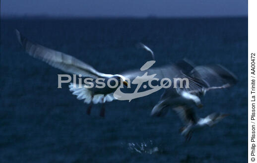 Mouettes en plein vol - © Philip Plisson / Plisson La Trinité / AA00472 - Nos reportages photos - Oiseau marin