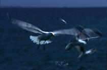 Mouettes en plein vol © Philip Plisson / Plisson La Trinité / AA00472 - Nos reportages photos - Oiseau marin