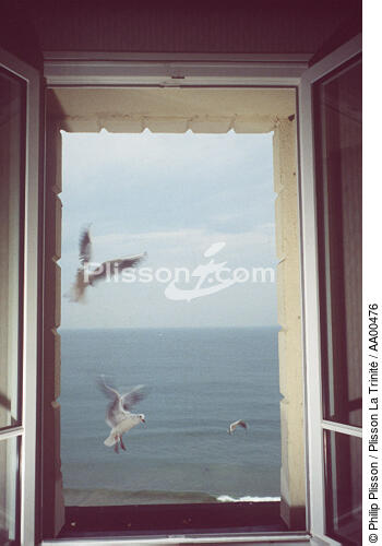 Mouette volant devant une fenêtre. - © Philip Plisson / Plisson La Trinité / AA00476 - Photo Galleries - Details