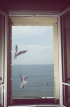 Mouette volant devant une fenêtre. © Philip Plisson / Plisson La Trinité / AA00476 - Photo Galleries - Details