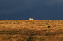 Mouton sur l'ile d'Harris . © Philip Plisson / Plisson La Trinité / AA00480 - Photo Galleries - Island [Scot]