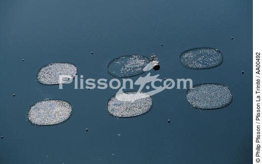 Salmoniculture dans les Iles des Hébrides . - © Philip Plisson / Plisson La Trinité / AA00492 - Photo Galleries - Aquaculture