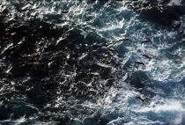 Goëland au dessus de la mer. © Philip Plisson / Plisson La Trinité / AA00913 - Photo Galleries - Geomorphology