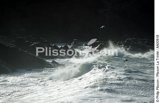 Mouette au dessus des vagues. - © Philip Plisson / Plisson La Trinité / AA00918 - Photo Galleries - Wave