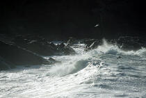 Mouette au dessus des vagues. © Philip Plisson / Plisson La Trinité / AA00918 - Nos reportages photos - Gros temps