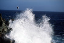 Mouette près d'une vague. © Philip Plisson / Plisson La Trinité / AA00923 - Nos reportages photos - Rocher