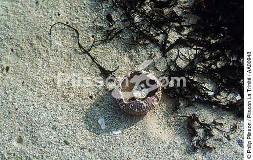 Coquillage et algues sur le sable - © Philip Plisson / Plisson La Trinité / AA00948 - Photo Galleries - Fauna