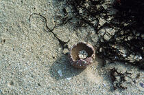 Coquillage et algues sur le sable © Philip Plisson / Plisson La Trinité / AA00948 - Photo Galleries - Mollusk