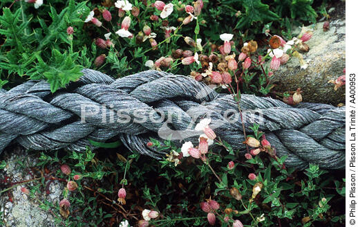 macro sur un cordage. - © Philip Plisson / Plisson La Trinité / AA00953 - Nos reportages photos - Fleur