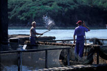 Pisciculture en rivière d'Auray. © Philip Plisson / Plisson La Trinité / AA01010 - Nos reportages photos - Aquaculture